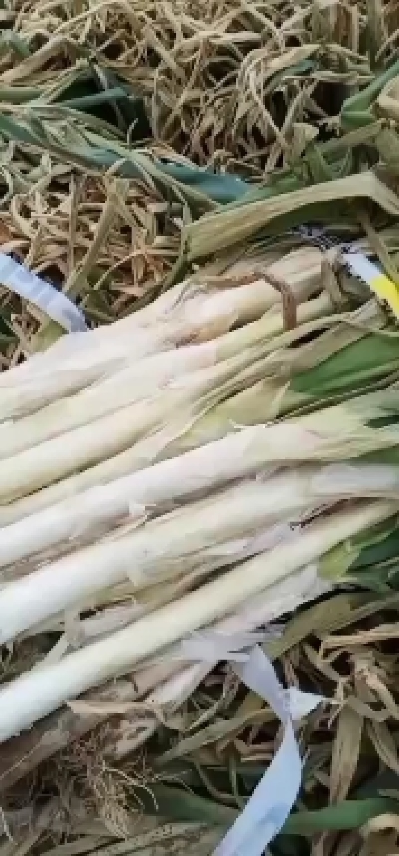 万荣冬葱急售，价格便宜，葱白长，数量充足，大伙抢！