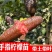 澳洲手指柠檬树苗新品种指橙柠檬苗嫁接果树苗当年结果南北方