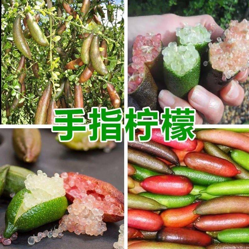 澳洲手指柠檬树苗新品种指橙柠檬苗嫁接果树苗当年结果南北方