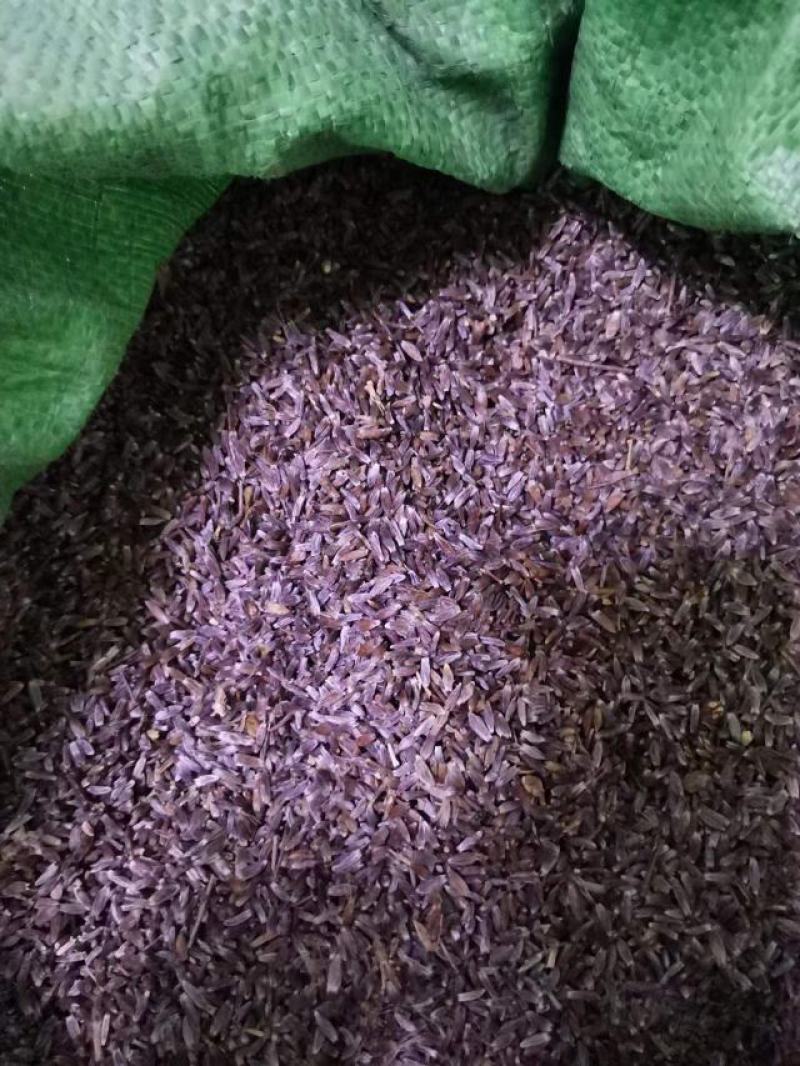 纯正朱砂点北苍术种子