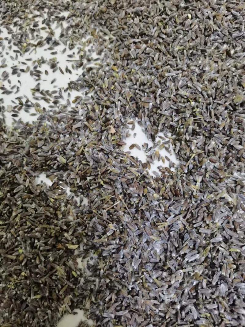 纯正朱砂点北苍术种子