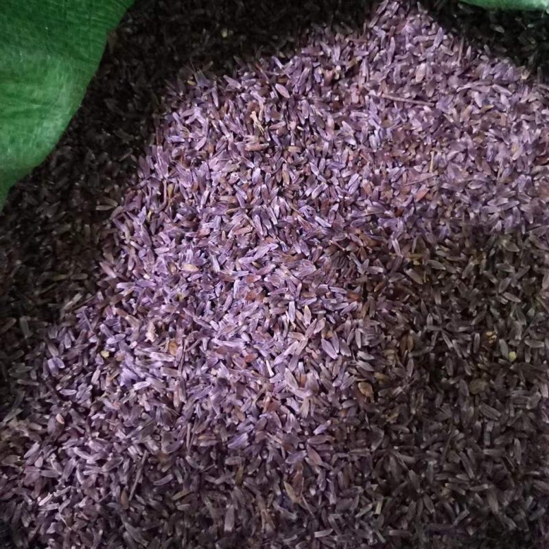 纯正朱砂点北苍术种子