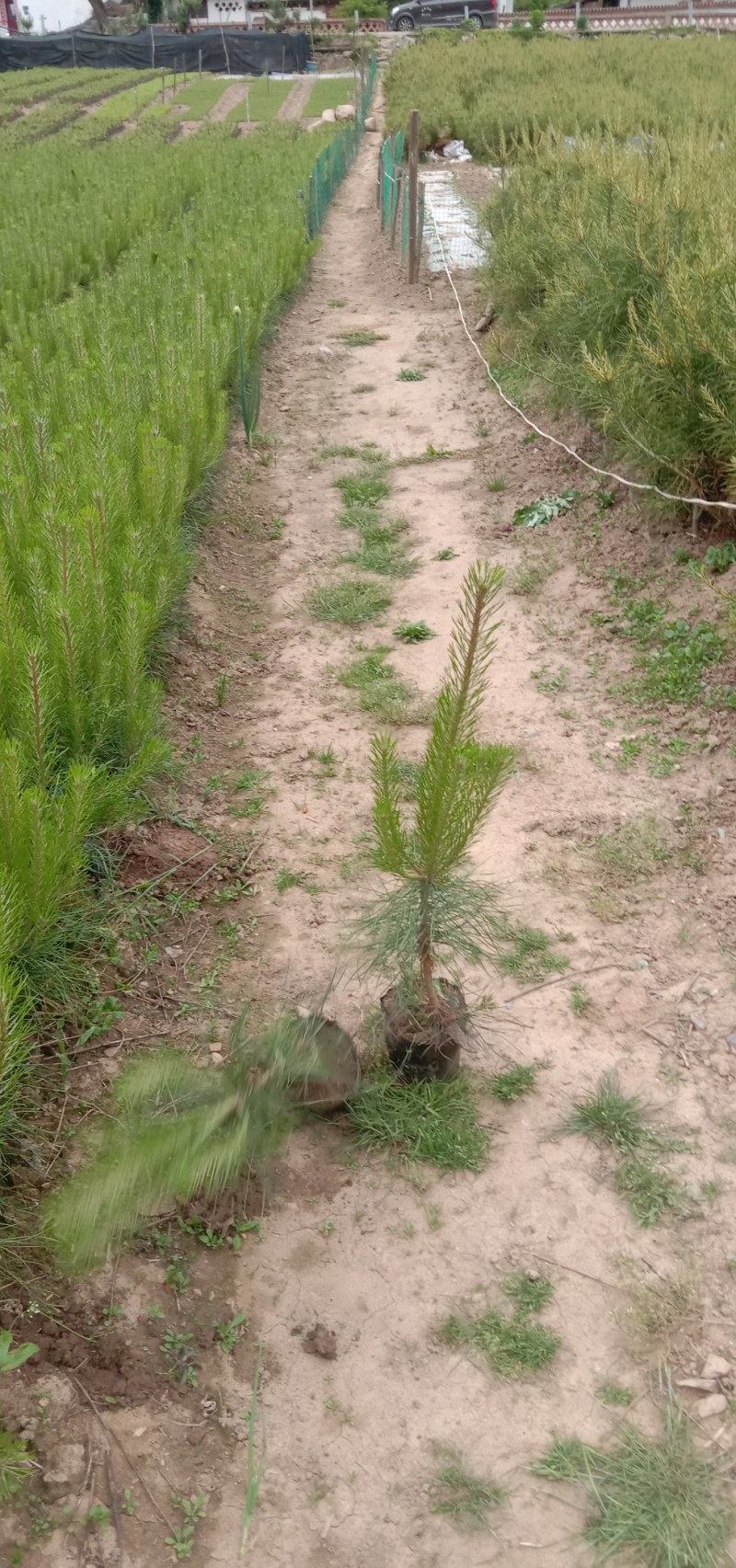 五十起步油松杯苗18/18/21/21杯量大