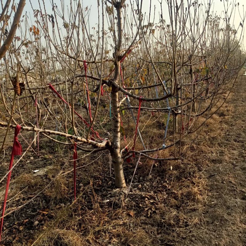 樱桃树，山东聊城冠县水果基地占地桃树，果树，绿化树基地