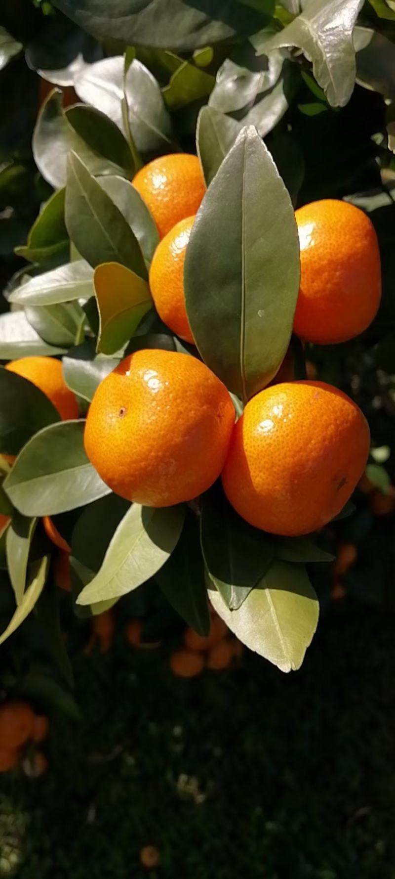 沙糖桔
