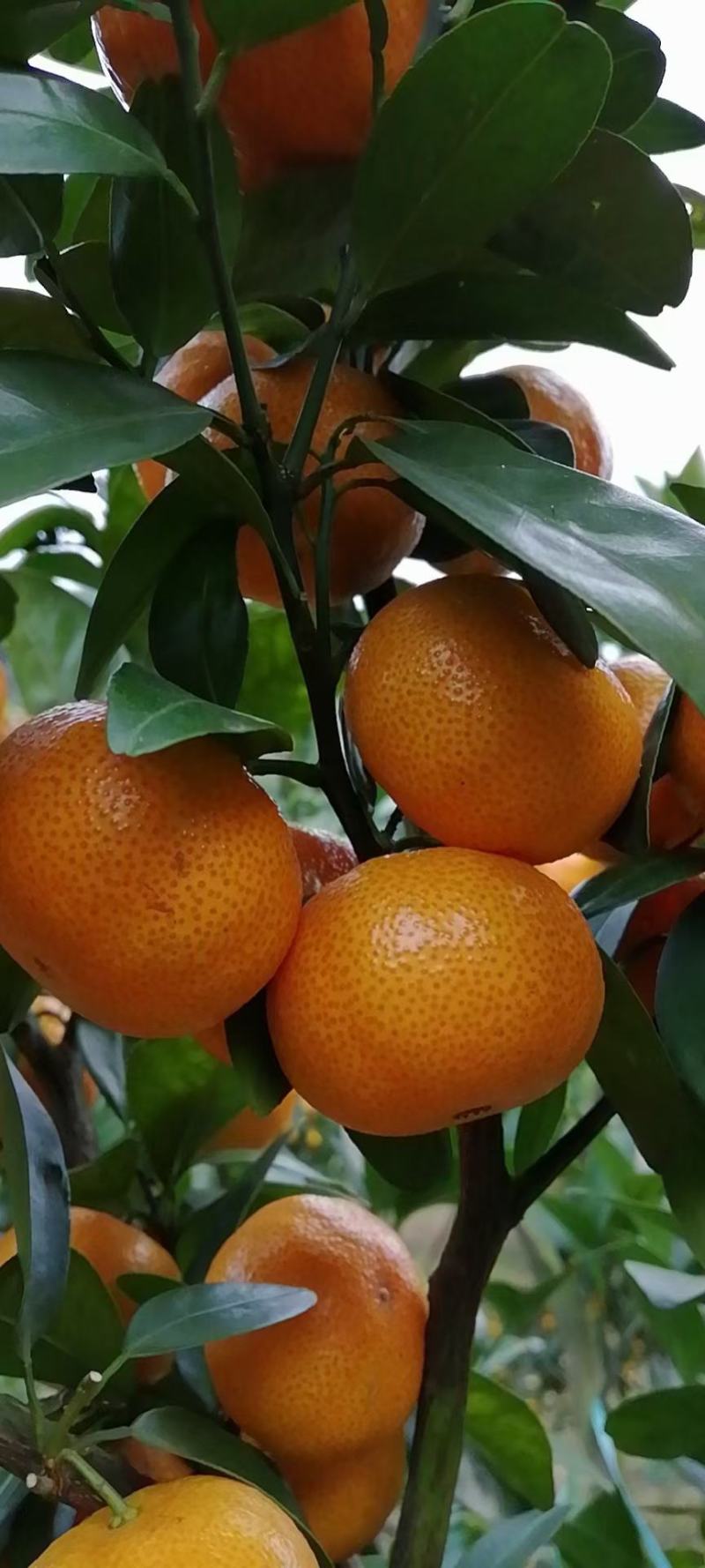 沙糖桔