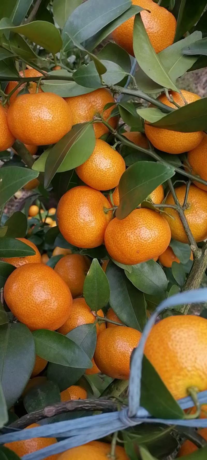 沙糖桔