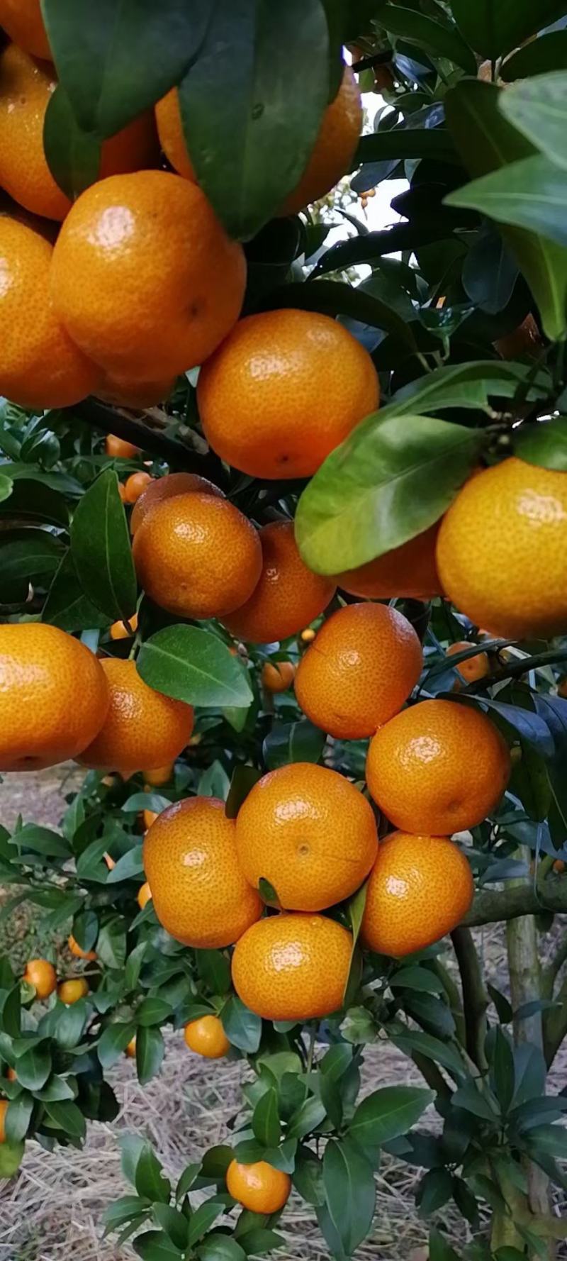 沙糖桔
