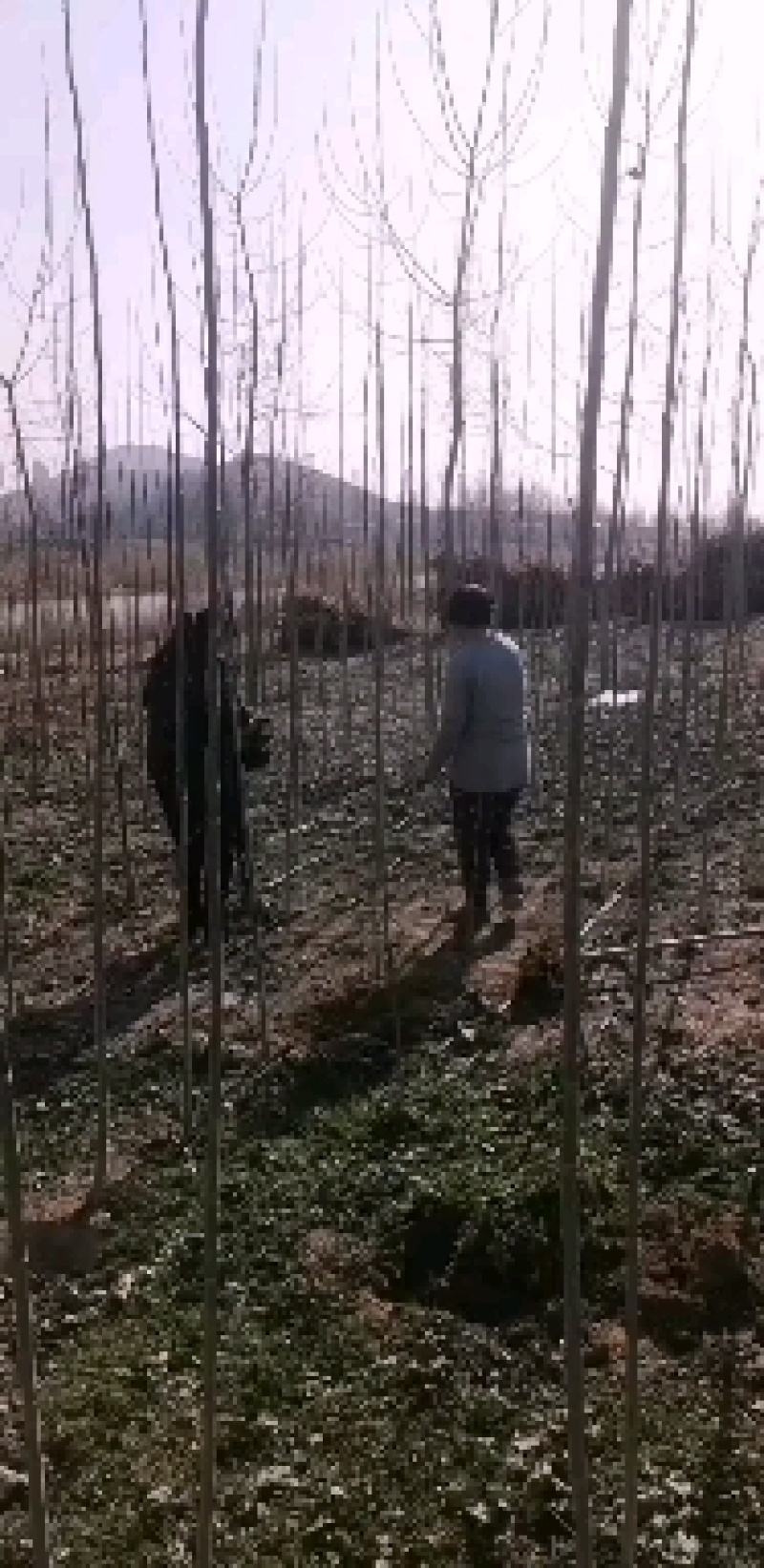 速生杨树苗