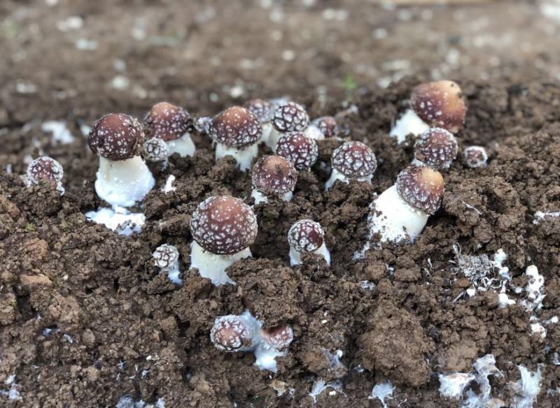 赤松茸/大球盖菇种植基地，全国高品质供应，顺丰一件包邮