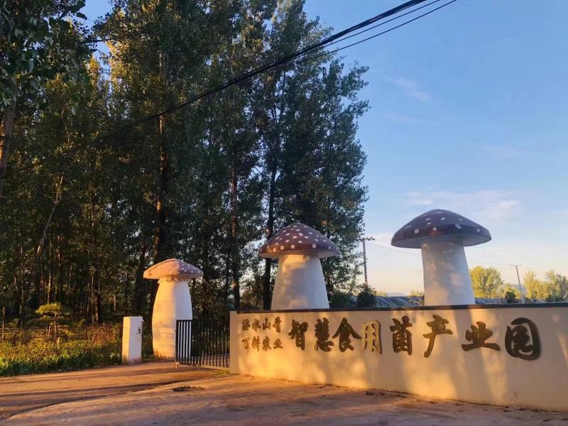 赤松茸/大球盖菇种植基地，全国高品质供应，顺丰一件包邮