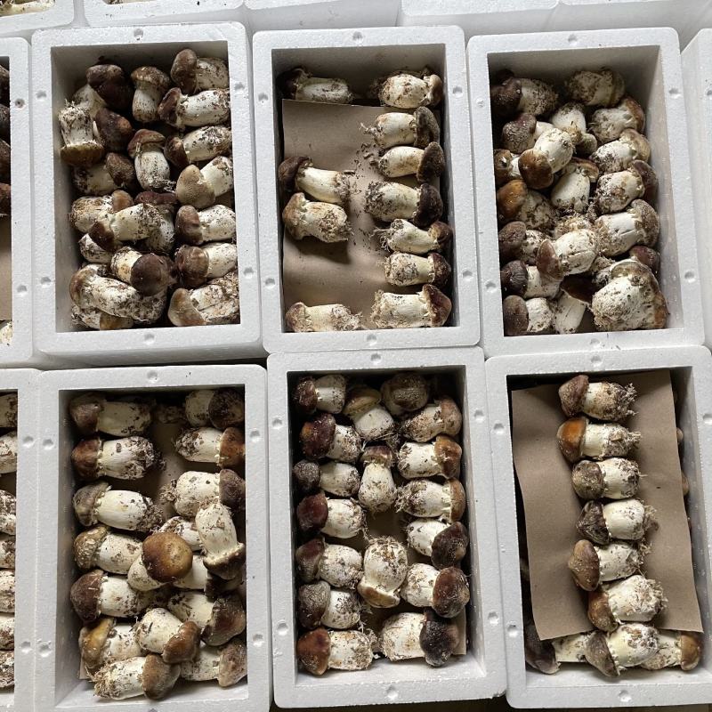 赤松茸/大球盖菇种植基地，全国高品质供应，顺丰一件包邮