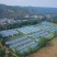 赤松茸/大球盖菇种植基地，全国高品质供应，顺丰一件包邮