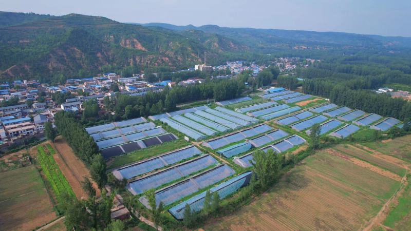 赤松茸/大球盖菇种植基地，全国高品质供应，顺丰一件包邮