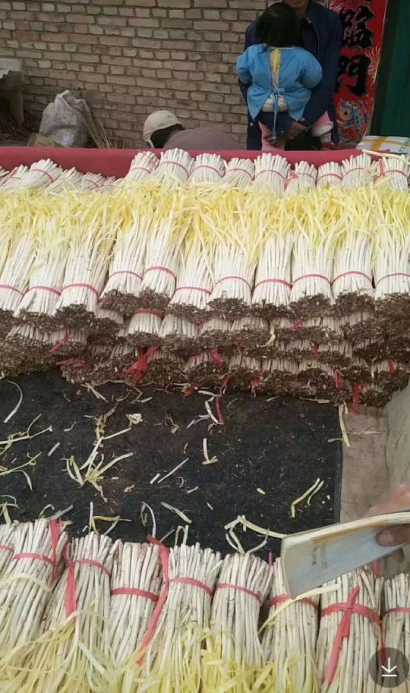 临洮精品韭黄，