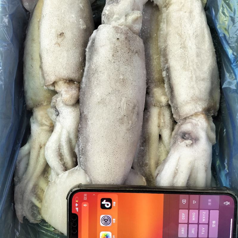 嘎嘎漂亮的原条大鱿鱼
