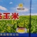 帝王宴玉米黄A黄B白E白D