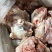 冻品肉鸡下半架，鸡架的下一半。。。。。。。。