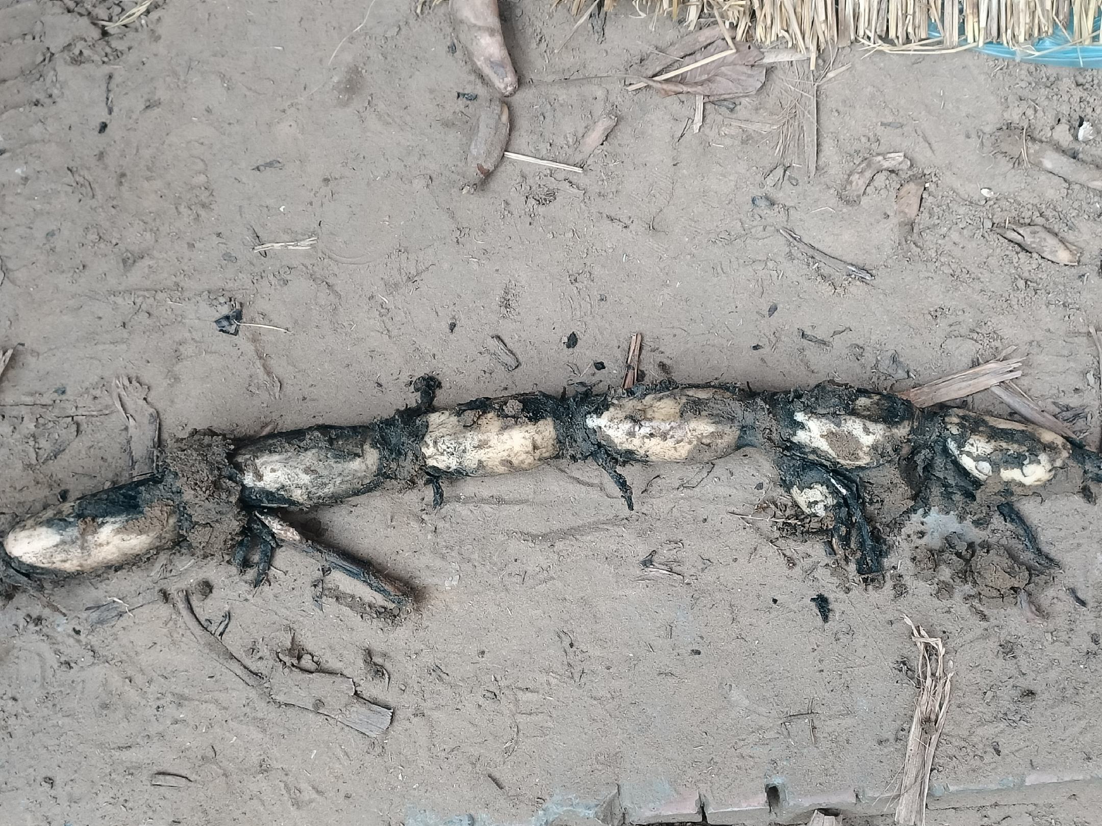 莲藕根系结构示意图