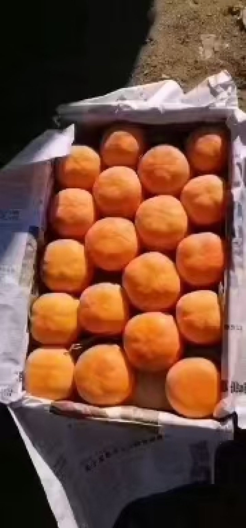 大柿子！冻柿子！大量有货！七毛！能包走的联系我！