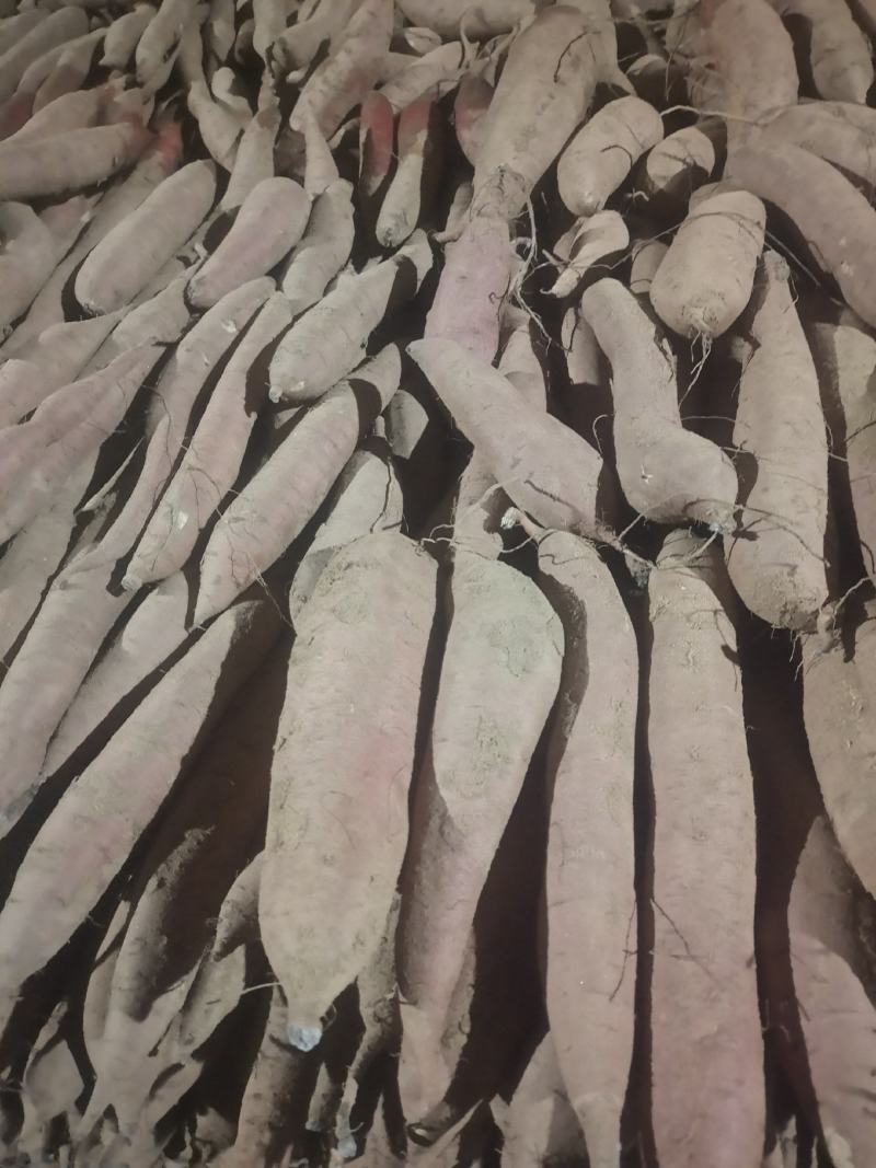 陕西红薯/沙地板栗红薯