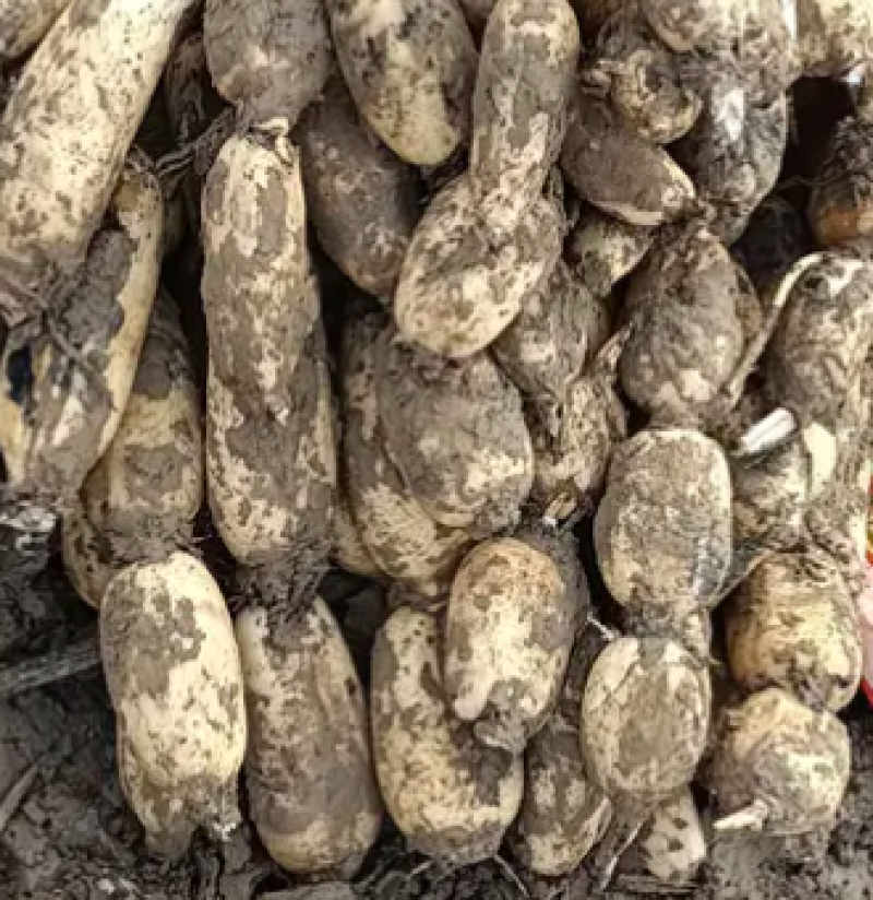 陕西大荔黄河湿地莲藕正在热卖中，量大从优