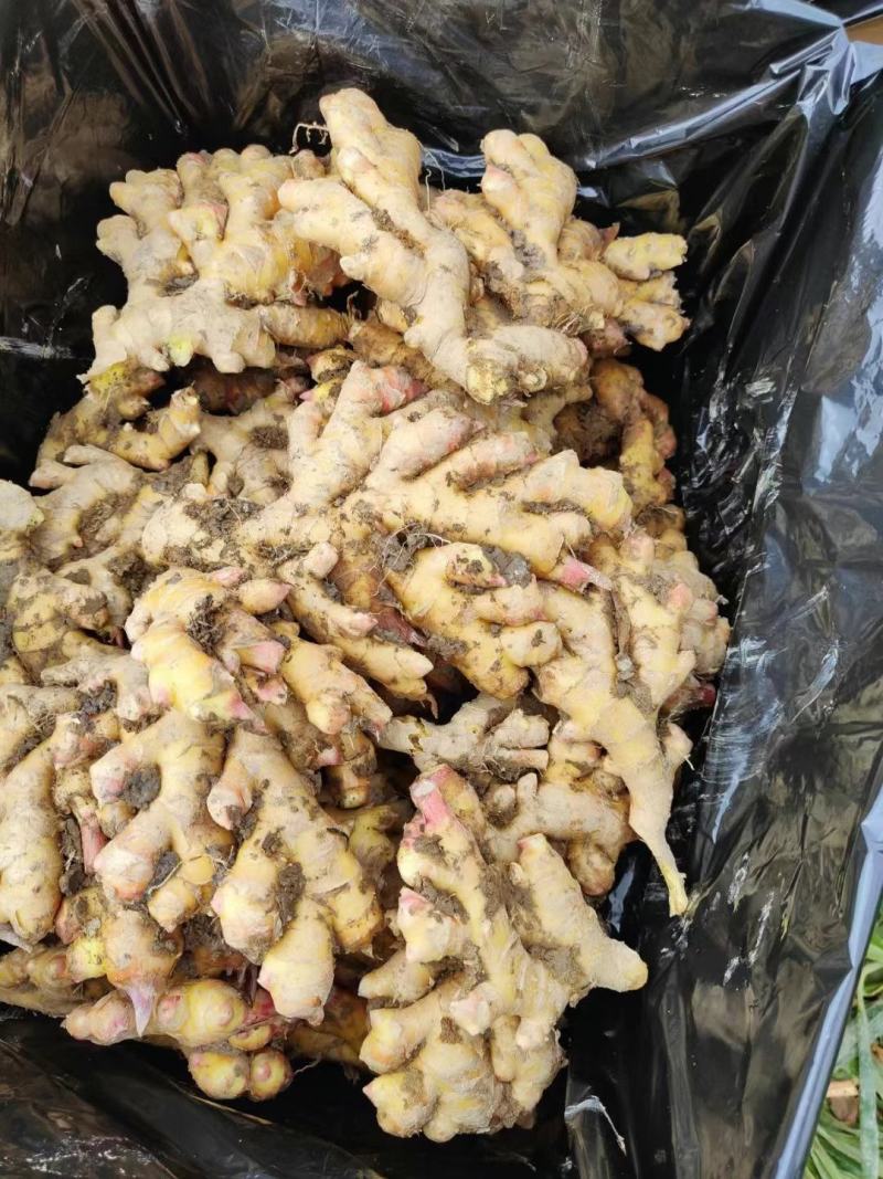 【推荐】山东小黄姜品类齐全市场货电商货商超货。保质保量