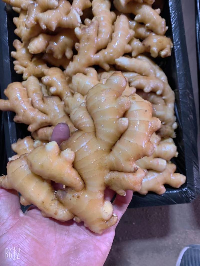【推荐】山东小黄姜品类齐全市场货电商货商超货。保质保量