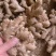 【推荐】山东小黄姜品类齐全市场货电商货商超货。保质保量