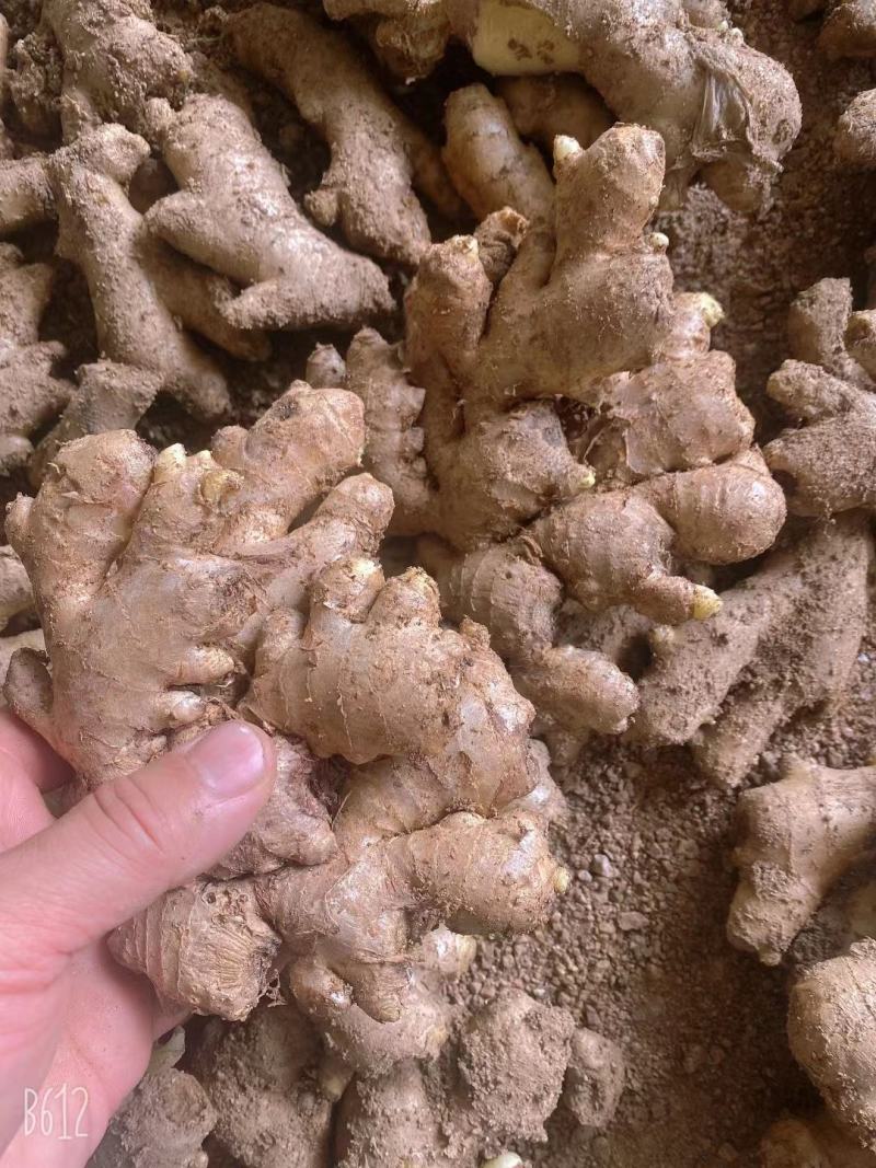 【推荐】山东小黄姜品类齐全市场货电商货商超货。保质保量