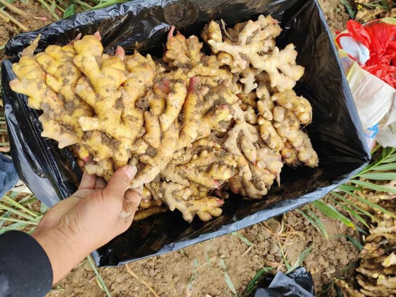 【推荐】山东小黄姜品类齐全市场货电商货商超货。保质保量