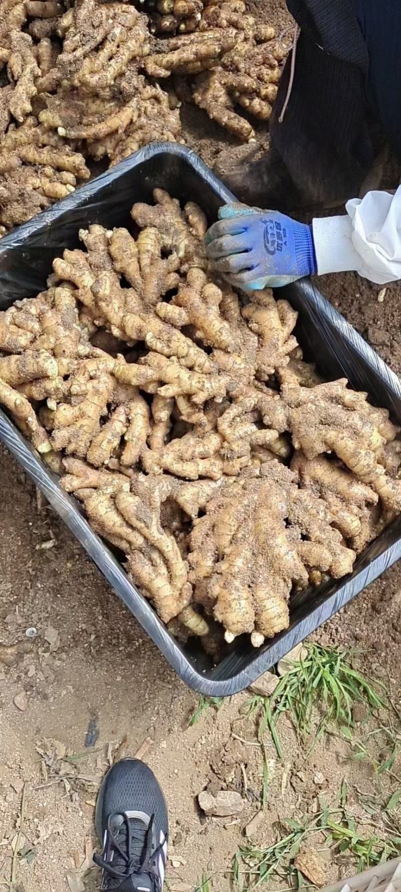 【推荐】山东小黄姜品类齐全市场货电商货商超货。保质保量