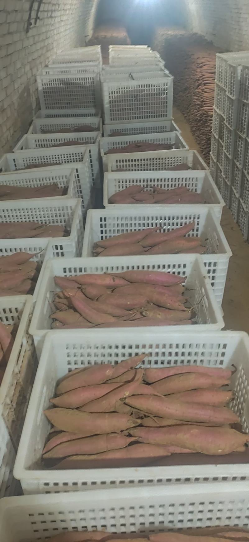 陕西大荔库存红薯大量出库，欢迎各位老板前来订购
