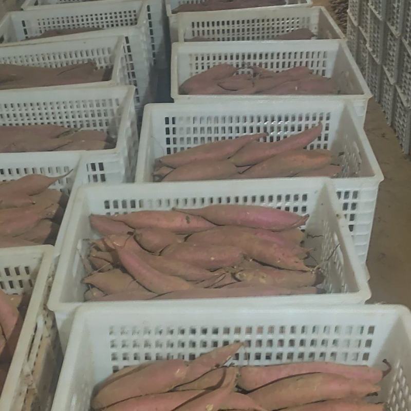 陕西大荔库存红薯大量出库，欢迎各位老板前来订购