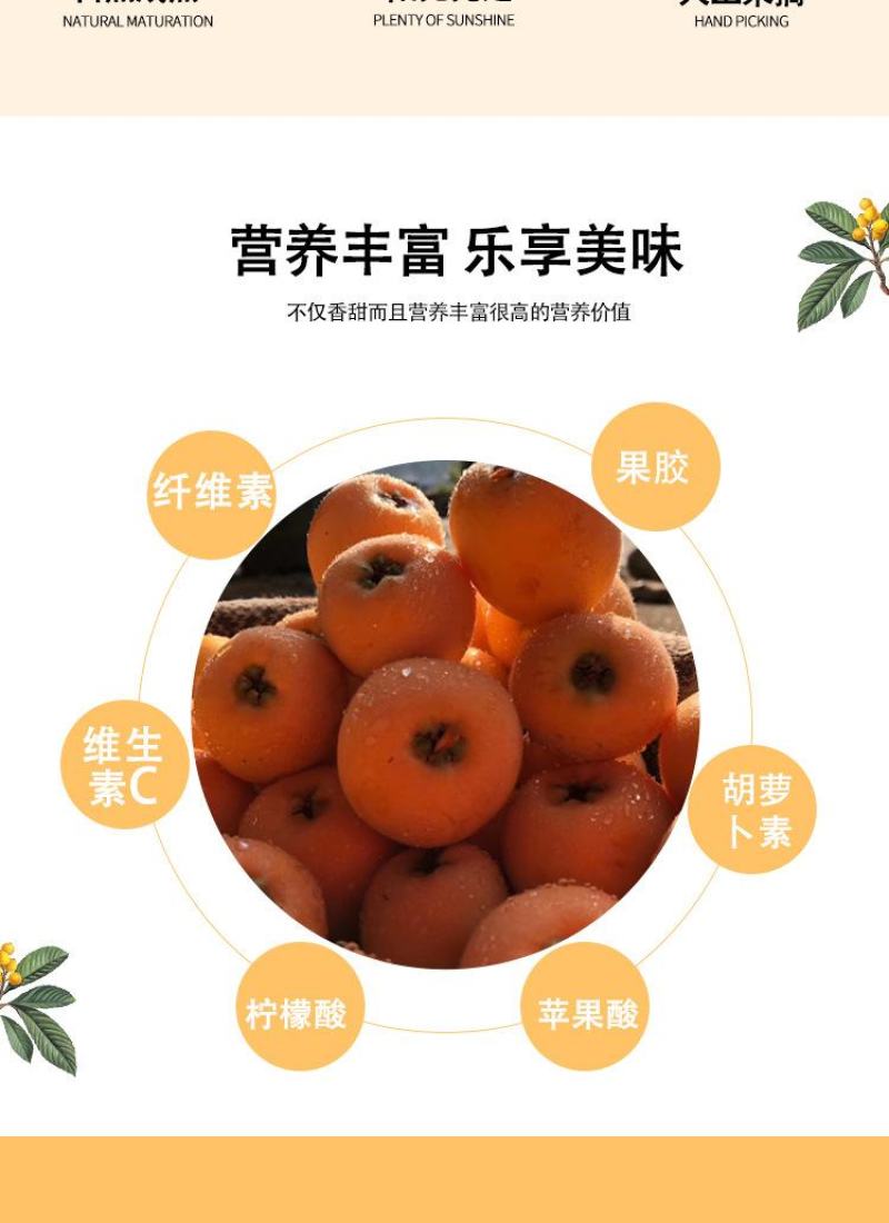 顺丰包邮【四川攀枝花米易枇杷】电商平台一件代发
