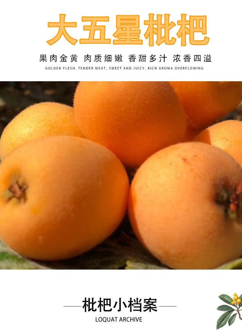顺丰包邮【四川攀枝花米易枇杷】电商平台一件代发