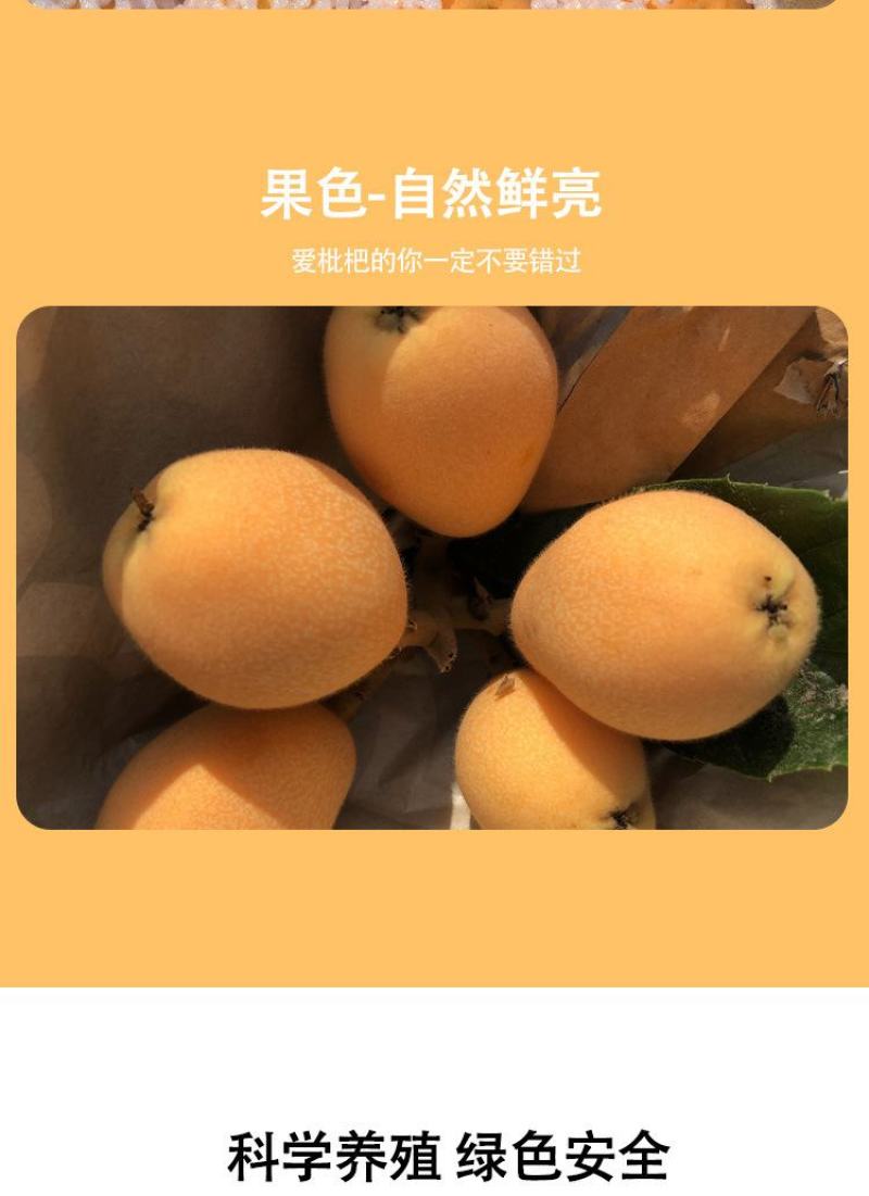 顺丰包邮【四川攀枝花米易枇杷】电商平台一件代发