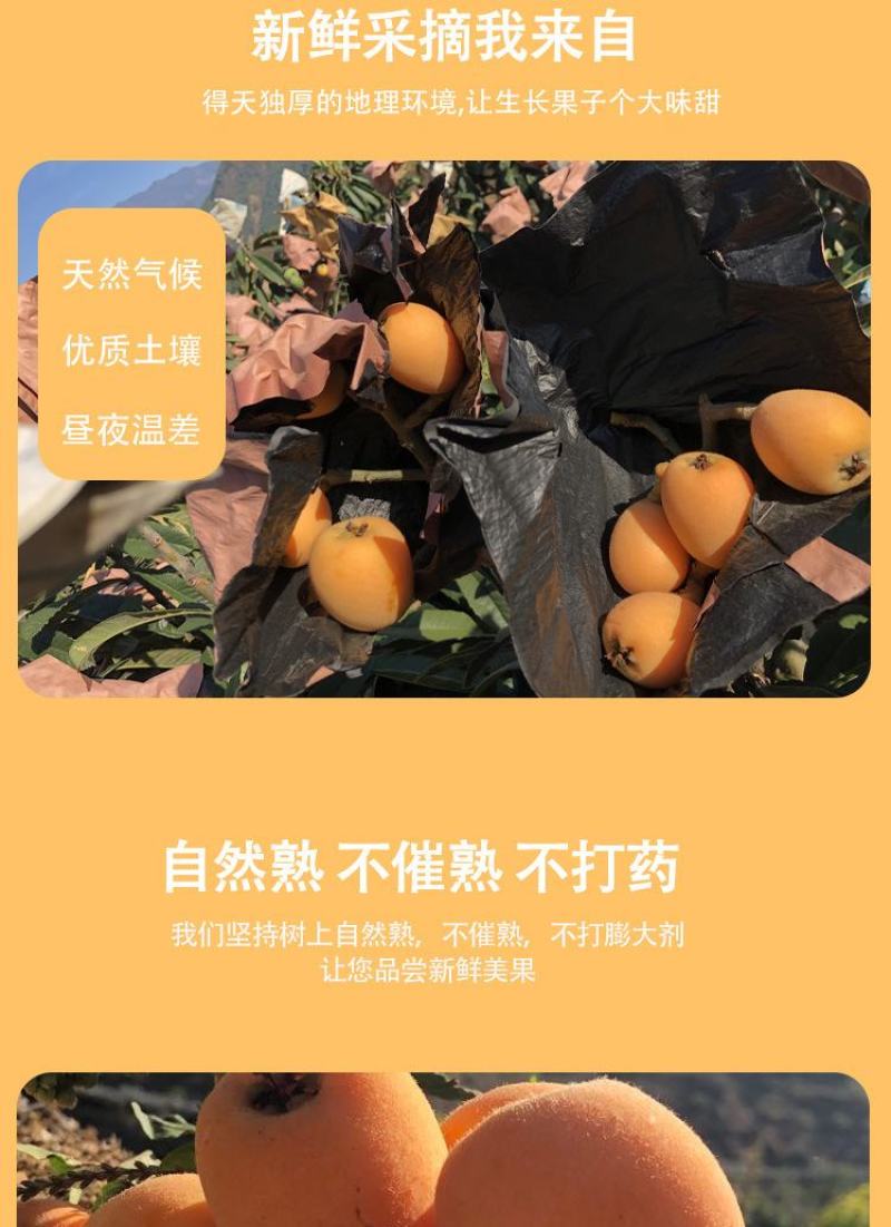 顺丰包邮【四川攀枝花米易枇杷】电商平台一件代发