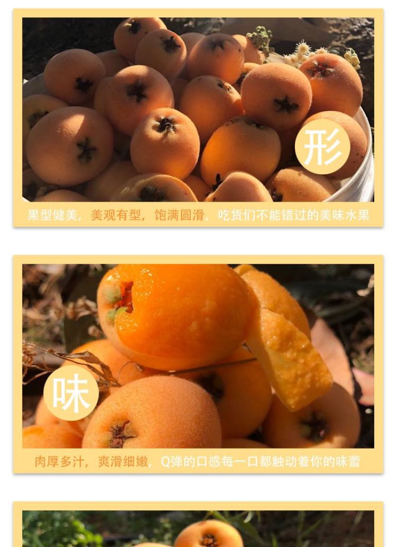 顺丰包邮【四川攀枝花米易枇杷】电商平台一件代发