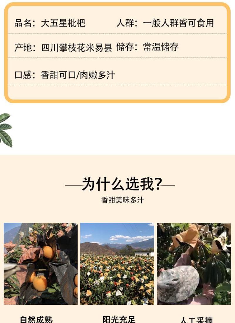 顺丰包邮【四川攀枝花米易枇杷】电商平台一件代发