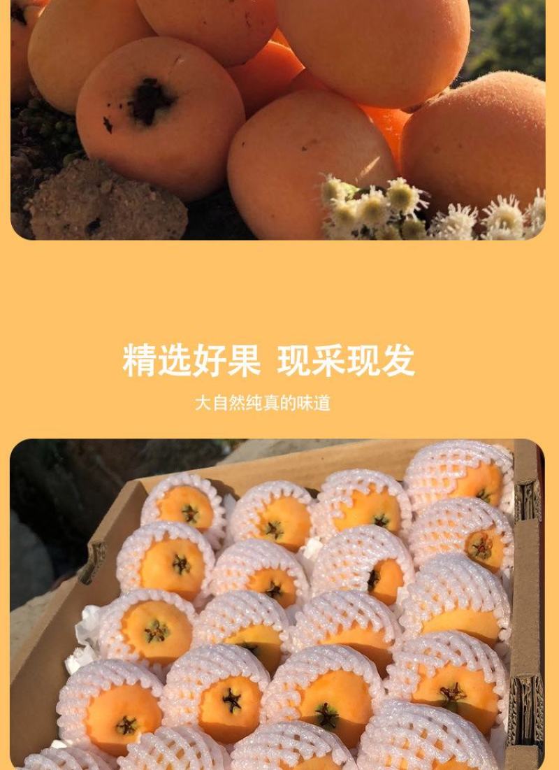 顺丰包邮【四川攀枝花米易枇杷】电商平台一件代发