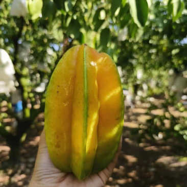陆丰红心杨桃