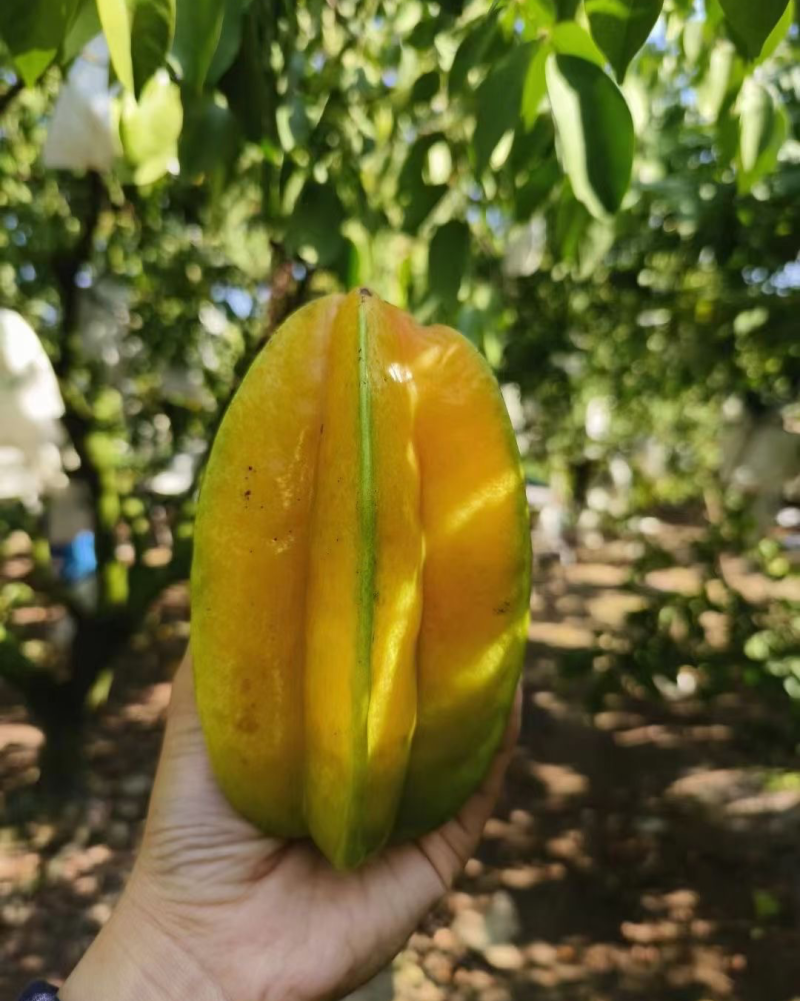 陆丰红心杨桃