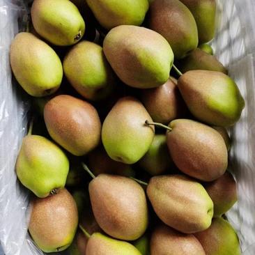 河北精品红香酥梨产地直发品质保证一手货源欢迎联系