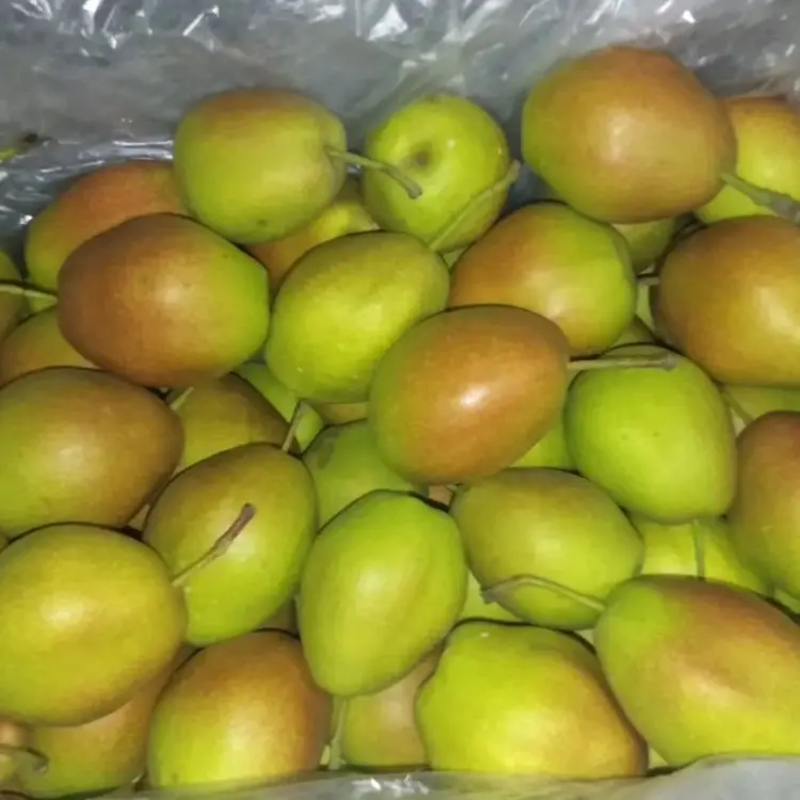 河北精品红香酥梨产地直发品质保证一手货源欢迎联系