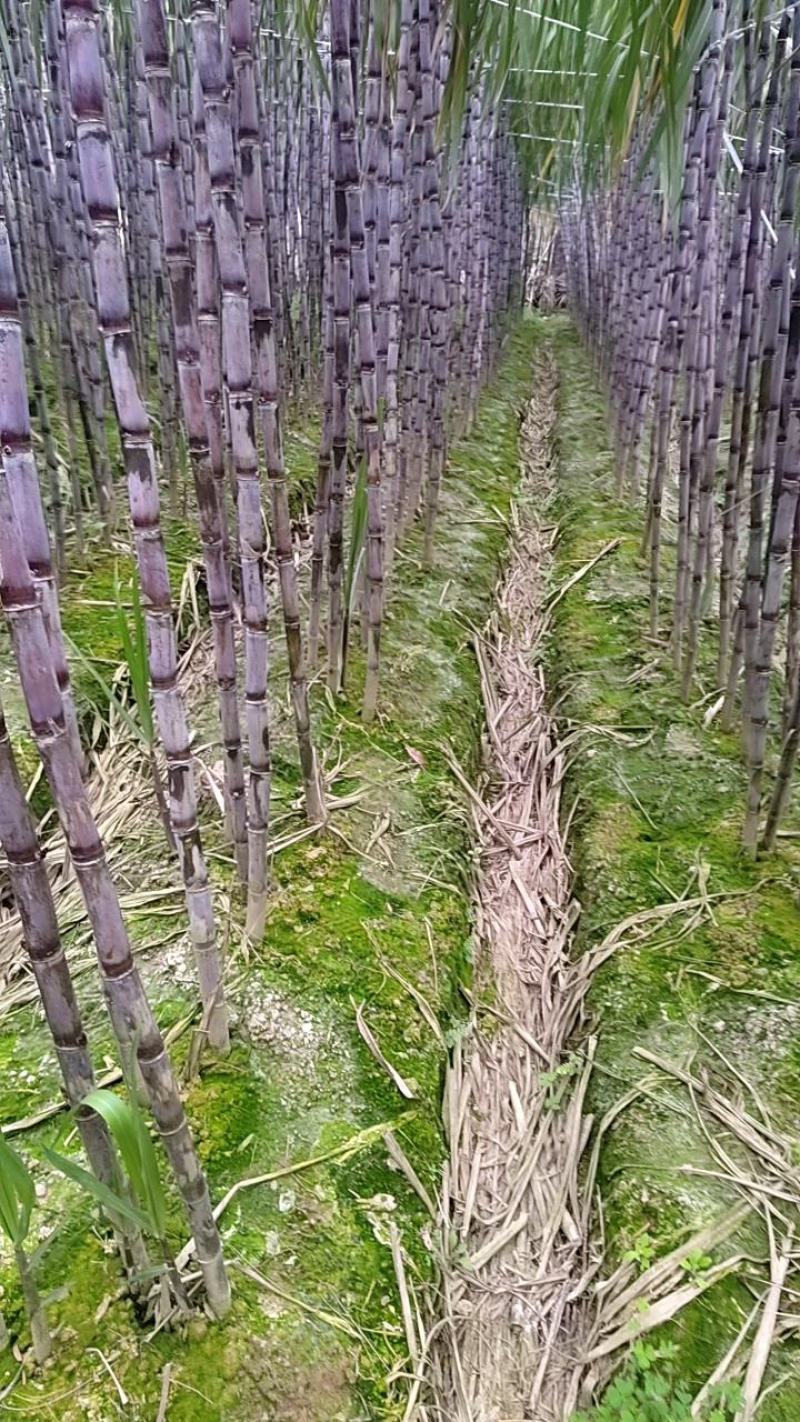 贵州甘蔗热卖中。货源充足一手货，可电商或市场诚信合作