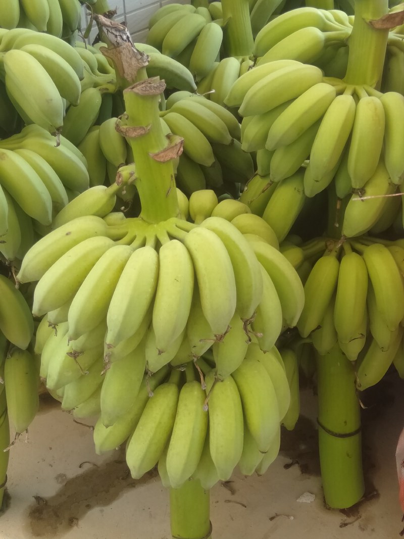 香蕉不死苗，小米南蕉