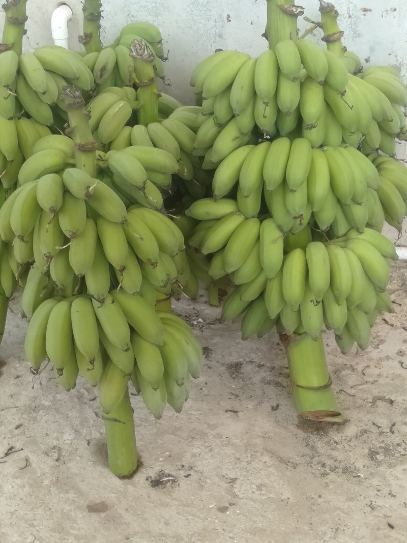 香蕉不死苗，小米南蕉