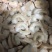 次虾红虾仁断虾仁残虾仁B级虾仁厂家批发