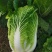 产地直供黄心大白菜《净菜、毛菜》脆甜无筋